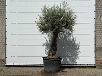 Olijfboom bonsai - olea europaea - ca. 80 jaar oud - hoogte ca. 270 cm - afbeelding 1 van  3