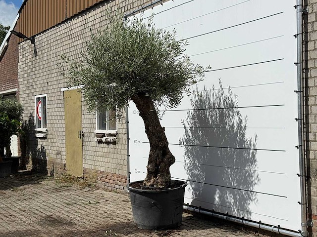Olijfboom bonsai - olea europaea - ca. 80 jaar oud - hoogte ca. 270 cm - afbeelding 2 van  3