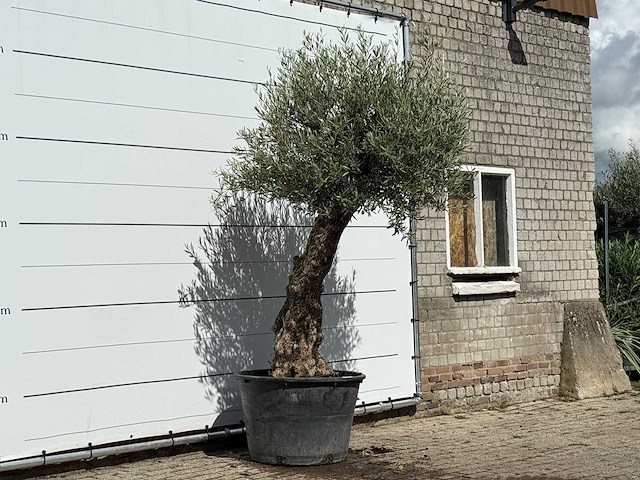 Olijfboom bonsai - olea europaea - ca. 80 jaar oud - hoogte ca. 270 cm - afbeelding 3 van  3