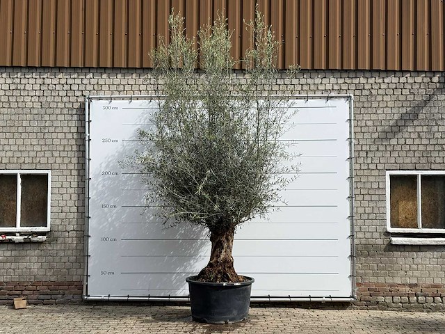 Olijfboom bonsai - olea europaea - ca. 80 jaar oud - hoogte ca. 280 cm - afbeelding 1 van  5