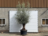 Olijfboom bonsai - olea europaea - ca. 80 jaar oud - hoogte ca. 280 cm