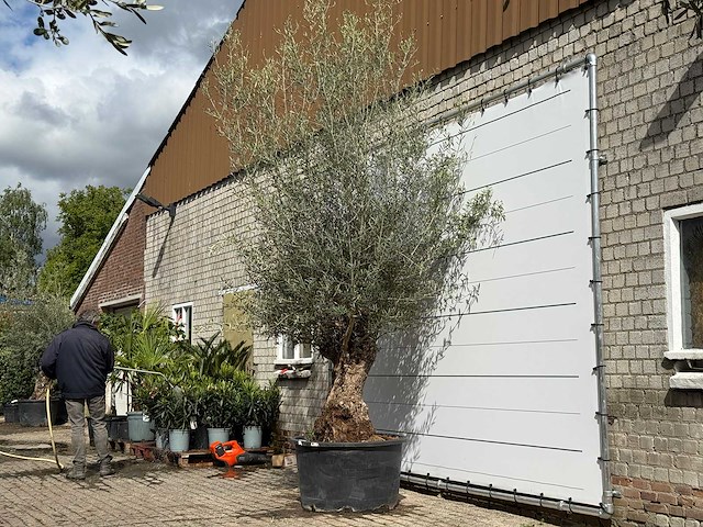 Olijfboom bonsai - olea europaea - ca. 80 jaar oud - hoogte ca. 280 cm - afbeelding 2 van  5