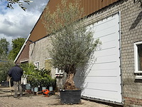Olijfboom bonsai - olea europaea - ca. 80 jaar oud - hoogte ca. 280 cm - afbeelding 2 van  5