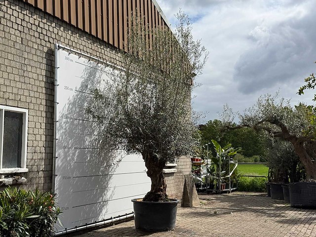 Olijfboom bonsai - olea europaea - ca. 80 jaar oud - hoogte ca. 280 cm - afbeelding 3 van  5