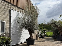 Olijfboom bonsai - olea europaea - ca. 80 jaar oud - hoogte ca. 280 cm - afbeelding 3 van  5
