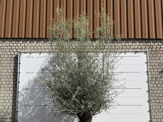Olijfboom bonsai - olea europaea - ca. 80 jaar oud - hoogte ca. 280 cm - afbeelding 4 van  5