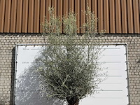 Olijfboom bonsai - olea europaea - ca. 80 jaar oud - hoogte ca. 280 cm - afbeelding 4 van  5