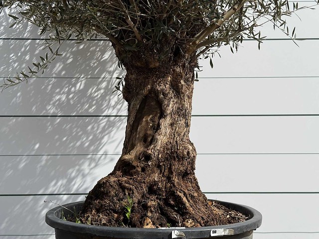 Olijfboom bonsai - olea europaea - ca. 80 jaar oud - hoogte ca. 280 cm - afbeelding 5 van  5