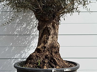 Olijfboom bonsai - olea europaea - ca. 80 jaar oud - hoogte ca. 280 cm - afbeelding 5 van  5