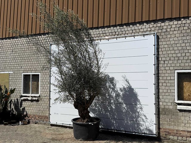 Olijfboom bonsai - olea europaea - ca. 80 jaar oud - hoogte ca. 280 cm - afbeelding 2 van  5