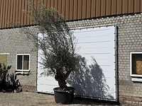 Olijfboom bonsai - olea europaea - ca. 80 jaar oud - hoogte ca. 280 cm - afbeelding 2 van  5