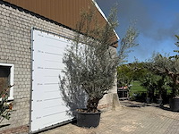 Olijfboom bonsai - olea europaea - ca. 80 jaar oud - hoogte ca. 280 cm - afbeelding 3 van  5