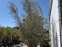 Olijfboom bonsai - olea europaea - ca. 80 jaar oud - hoogte ca. 280 cm - afbeelding 5 van  5