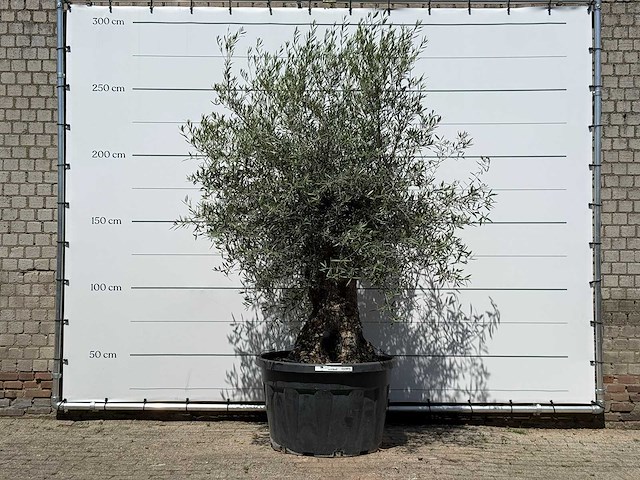 Olijfboom bonsai - olea europaea - ca. 80 jaar oud - hoogte ca. 280 cm - afbeelding 1 van  3