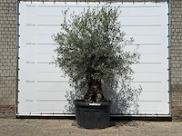 Olijfboom bonsai - olea europaea - ca. 80 jaar oud - hoogte ca. 280 cm - afbeelding 1 van  3