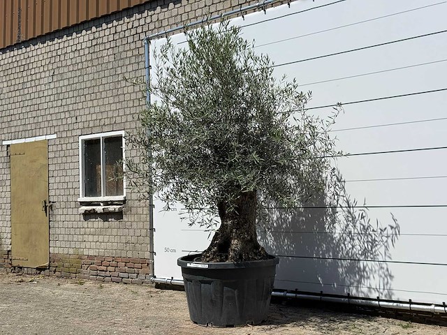 Olijfboom bonsai - olea europaea - ca. 80 jaar oud - hoogte ca. 280 cm - afbeelding 2 van  3