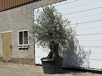 Olijfboom bonsai - olea europaea - ca. 80 jaar oud - hoogte ca. 280 cm - afbeelding 2 van  3