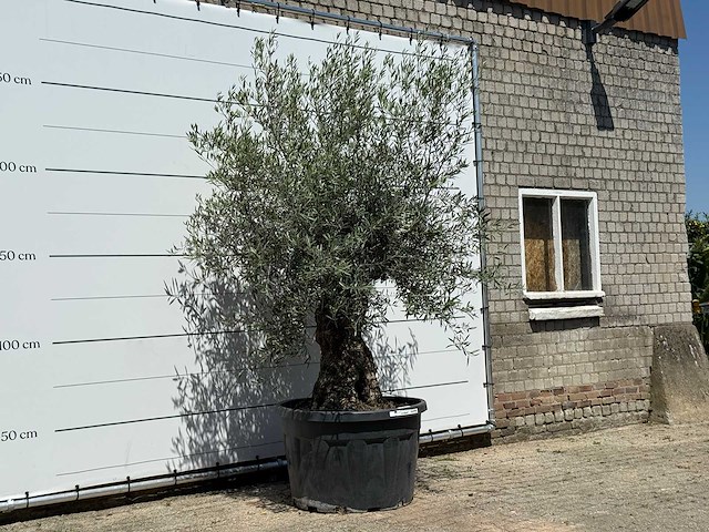 Olijfboom bonsai - olea europaea - ca. 80 jaar oud - hoogte ca. 280 cm - afbeelding 3 van  3