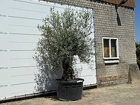 Olijfboom bonsai - olea europaea - ca. 80 jaar oud - hoogte ca. 280 cm - afbeelding 3 van  3