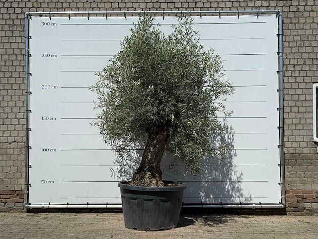 Olijfboom bonsai - olea europaea - ca. 80 jaar oud - hoogte ca. 280 cm - afbeelding 1 van  5