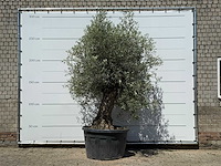 Olijfboom bonsai - olea europaea - ca. 80 jaar oud - hoogte ca. 280 cm - afbeelding 1 van  5