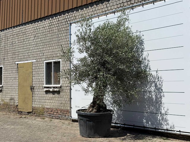 Olijfboom bonsai - olea europaea - ca. 80 jaar oud - hoogte ca. 280 cm - afbeelding 2 van  5