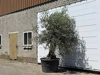 Olijfboom bonsai - olea europaea - ca. 80 jaar oud - hoogte ca. 280 cm - afbeelding 2 van  5