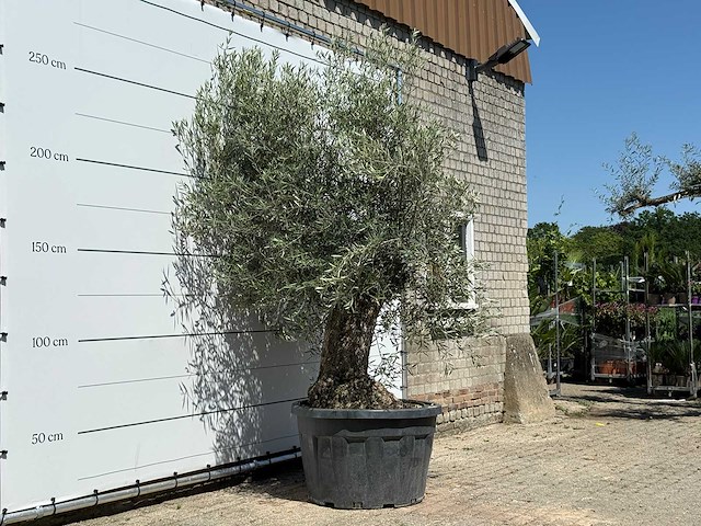 Olijfboom bonsai - olea europaea - ca. 80 jaar oud - hoogte ca. 280 cm - afbeelding 3 van  5