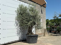 Olijfboom bonsai - olea europaea - ca. 80 jaar oud - hoogte ca. 280 cm - afbeelding 3 van  5