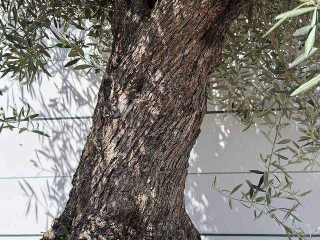 Olijfboom bonsai - olea europaea - ca. 80 jaar oud - hoogte ca. 280 cm - afbeelding 4 van  5