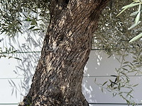 Olijfboom bonsai - olea europaea - ca. 80 jaar oud - hoogte ca. 280 cm - afbeelding 4 van  5
