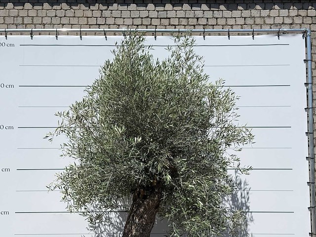Olijfboom bonsai - olea europaea - ca. 80 jaar oud - hoogte ca. 280 cm - afbeelding 5 van  5
