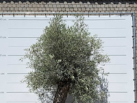 Olijfboom bonsai - olea europaea - ca. 80 jaar oud - hoogte ca. 280 cm - afbeelding 5 van  5
