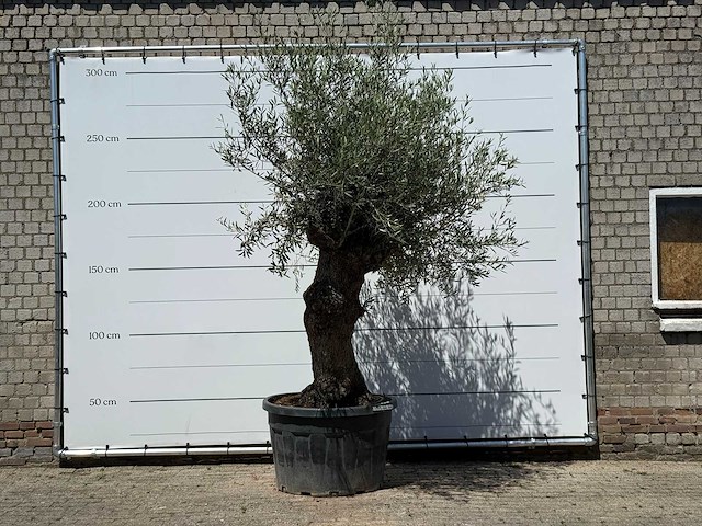 Olijfboom bonsai - olea europaea - ca. 80 jaar oud - hoogte ca. 280 cm - afbeelding 1 van  5