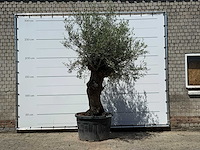 Olijfboom bonsai - olea europaea - ca. 80 jaar oud - hoogte ca. 280 cm - afbeelding 1 van  5