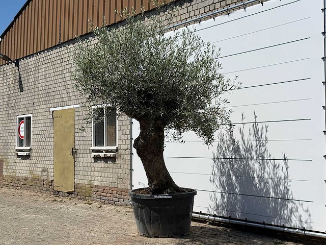 Olijfboom bonsai - olea europaea - ca. 80 jaar oud - hoogte ca. 280 cm - afbeelding 2 van  5