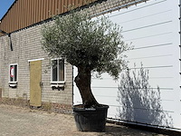Olijfboom bonsai - olea europaea - ca. 80 jaar oud - hoogte ca. 280 cm - afbeelding 2 van  5