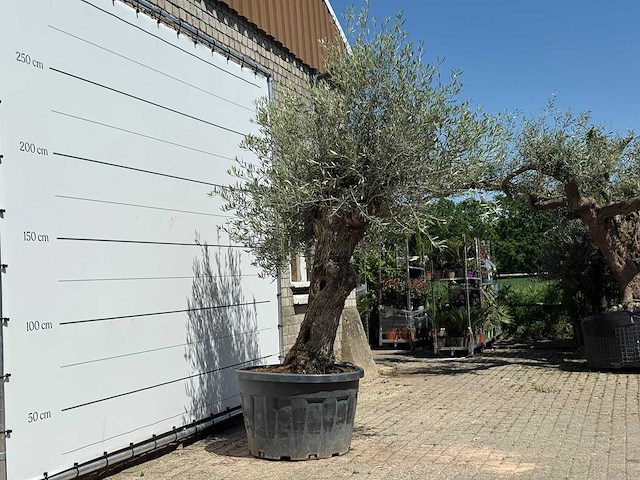 Olijfboom bonsai - olea europaea - ca. 80 jaar oud - hoogte ca. 280 cm - afbeelding 3 van  5