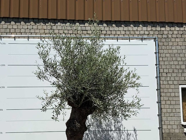 Olijfboom bonsai - olea europaea - ca. 80 jaar oud - hoogte ca. 280 cm - afbeelding 4 van  5