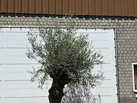 Olijfboom bonsai - olea europaea - ca. 80 jaar oud - hoogte ca. 280 cm - afbeelding 4 van  5