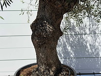 Olijfboom bonsai - olea europaea - ca. 80 jaar oud - hoogte ca. 280 cm - afbeelding 5 van  5