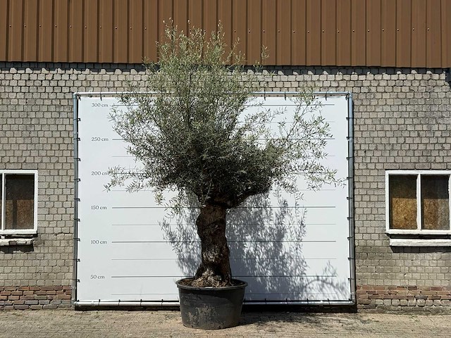 Olijfboom bonsai - olea europaea - ca. 80 jaar oud - hoogte ca. 280 cm - afbeelding 1 van  5