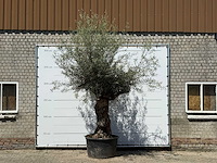Olijfboom bonsai - olea europaea - ca. 80 jaar oud - hoogte ca. 280 cm - afbeelding 1 van  5