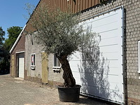 Olijfboom bonsai - olea europaea - ca. 80 jaar oud - hoogte ca. 280 cm - afbeelding 2 van  5