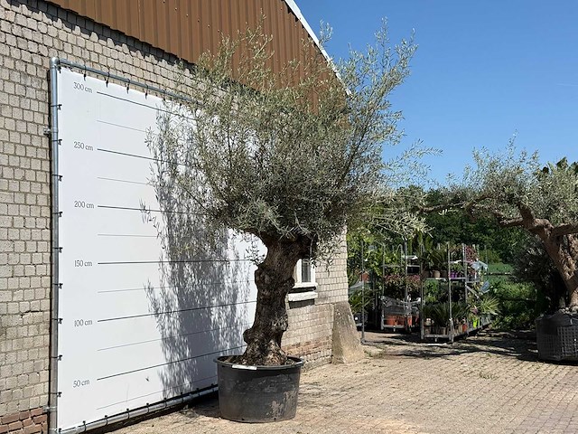 Olijfboom bonsai - olea europaea - ca. 80 jaar oud - hoogte ca. 280 cm - afbeelding 3 van  5