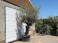 Olijfboom bonsai - olea europaea - ca. 80 jaar oud - hoogte ca. 280 cm - afbeelding 3 van  5