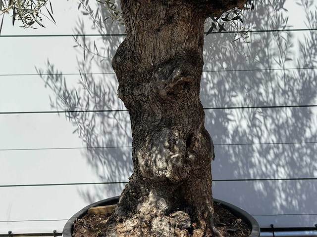 Olijfboom bonsai - olea europaea - ca. 80 jaar oud - hoogte ca. 280 cm - afbeelding 4 van  5