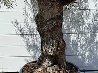Olijfboom bonsai - olea europaea - ca. 80 jaar oud - hoogte ca. 280 cm - afbeelding 4 van  5