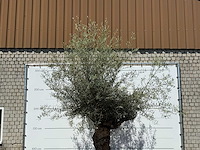 Olijfboom bonsai - olea europaea - ca. 80 jaar oud - hoogte ca. 280 cm - afbeelding 5 van  5