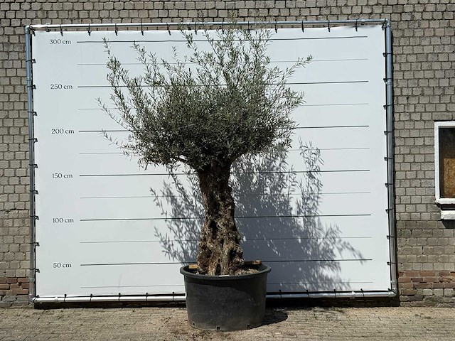 Olijfboom bonsai - olea europaea - ca. 80 jaar oud - hoogte ca. 280 cm - afbeelding 1 van  5